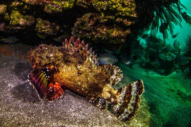 Explore 7 Stunning Underwater Highlights Around St. Helena