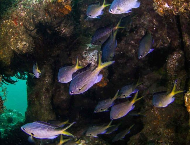 Explore 7 Stunning Underwater Highlights Around St. Helena