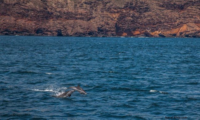 Explore 7 Stunning Underwater Highlights Around St. Helena