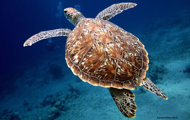 Explore 7 Stunning Underwater Highlights Around St. Helena