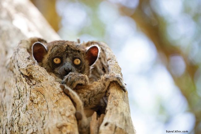 Explore Madagascar s Extraordinary Lemurs