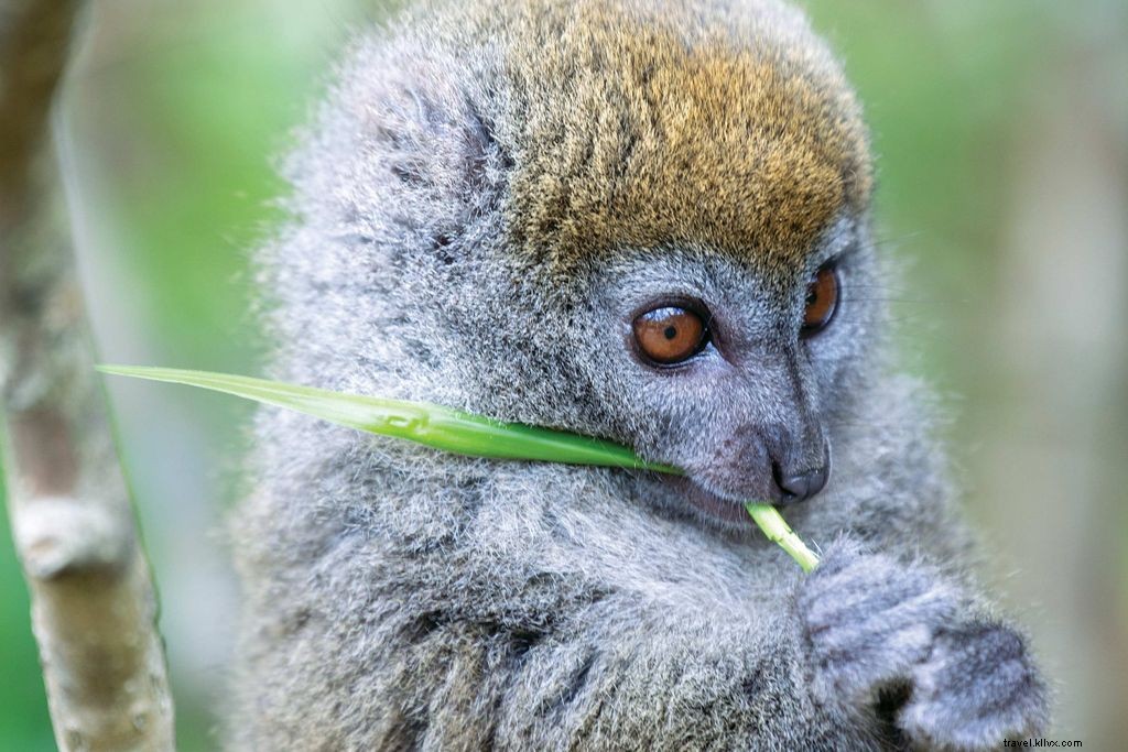 Explore Madagascar s Extraordinary Lemurs