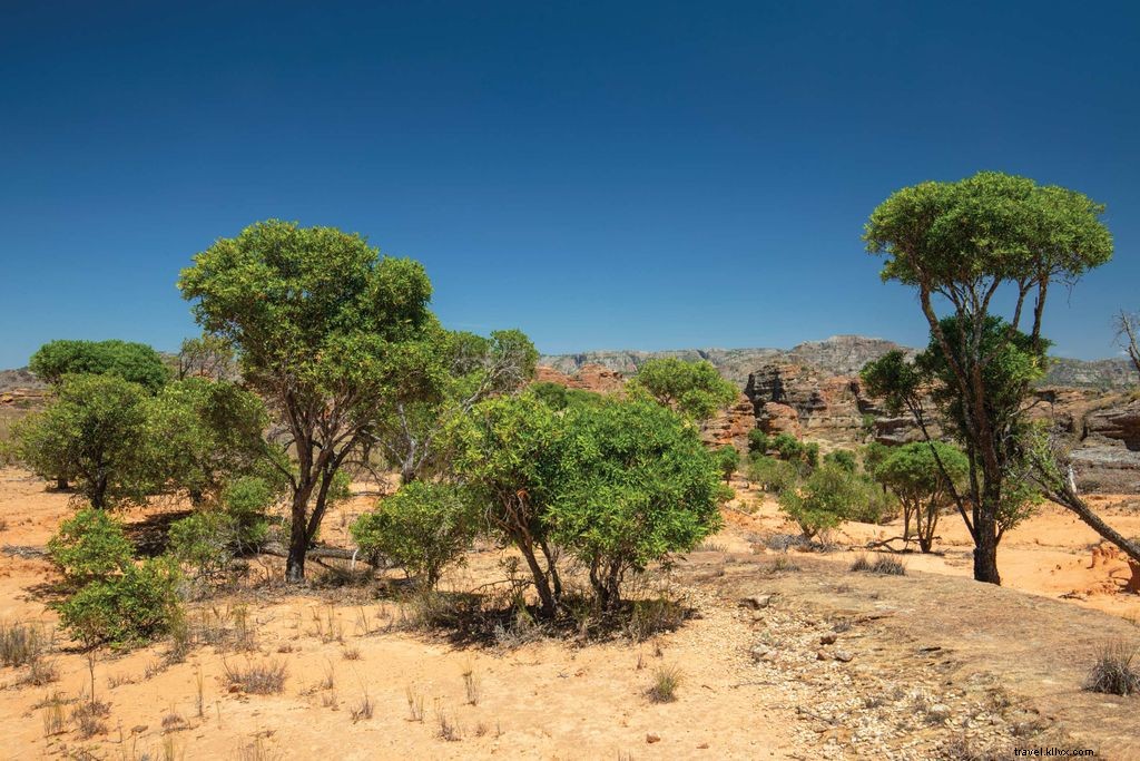 Explore Madagascar s Extraordinary Lemurs