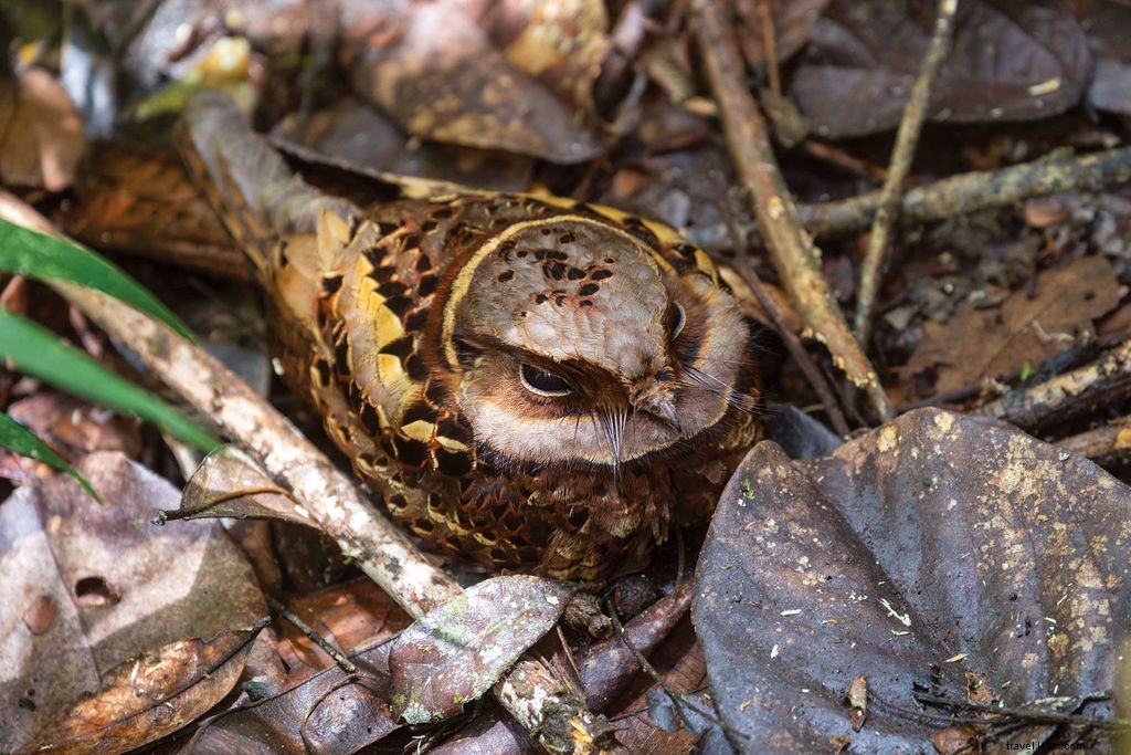 Explore Madagascar s Extraordinary Lemurs