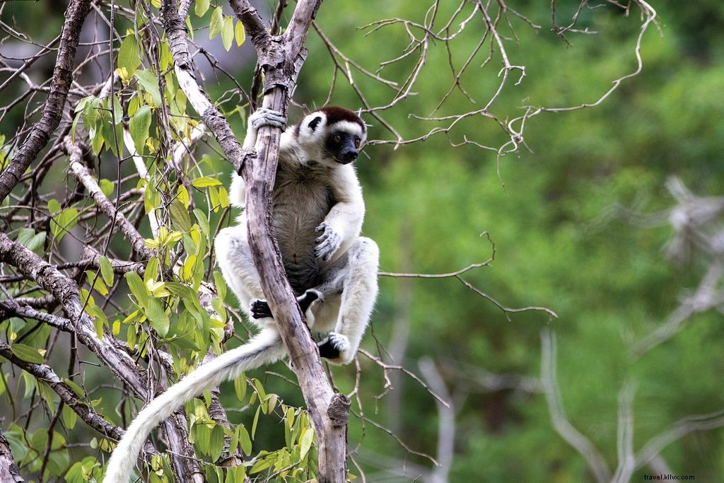 Explore Madagascar s Extraordinary Lemurs