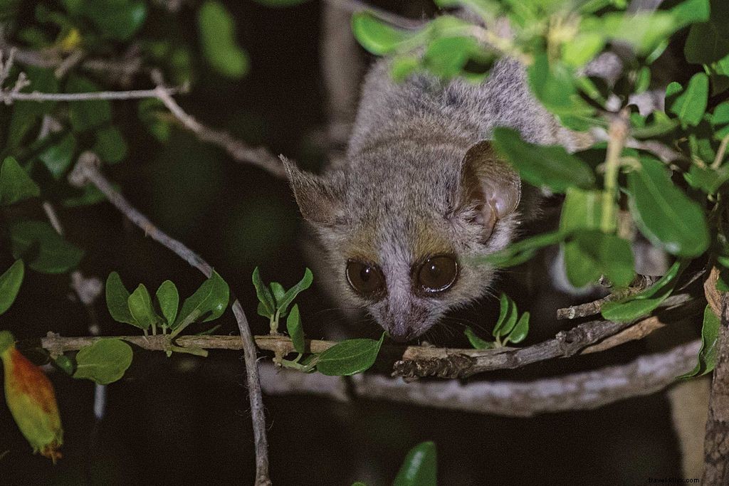 Explore Madagascar s Extraordinary Lemurs