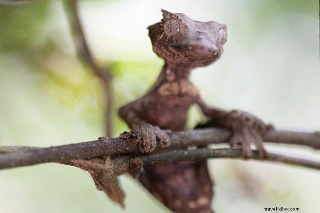 Explore Madagascar s Extraordinary Lemurs