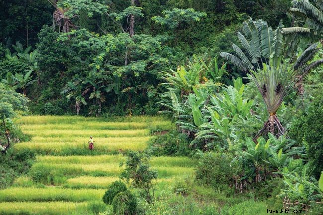 Explore Madagascar s Extraordinary Lemurs