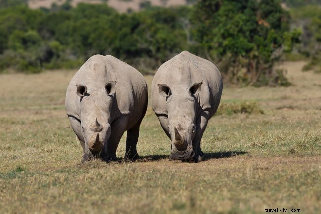 Sofa Safaris: 5 Stunning Virtual African Safari Experiences You Can Enjoy at Home