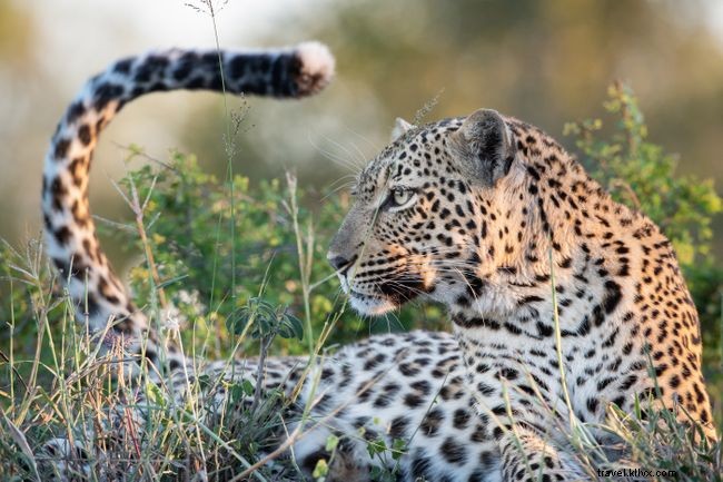Sofa Safaris: 5 Stunning Virtual African Safari Experiences You Can Enjoy at Home