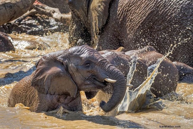 Sofa Safaris: 5 Stunning Virtual African Safari Experiences You Can Enjoy at Home