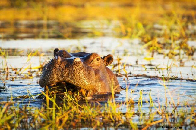 Sofa Safaris: 5 Stunning Virtual African Safari Experiences You Can Enjoy at Home