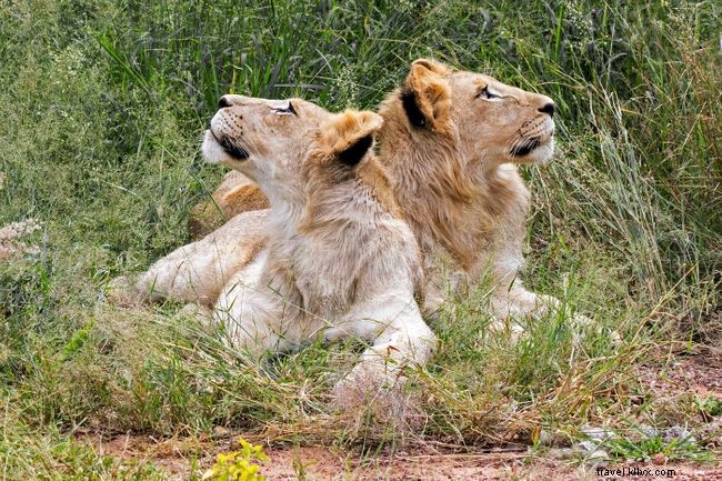 Sofa Safaris: 5 Stunning Virtual African Safari Experiences You Can Enjoy at Home