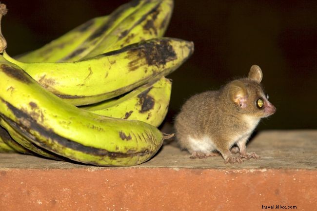 Top 5 Prime Locations to Spot Madagascar s Endangered Lemurs