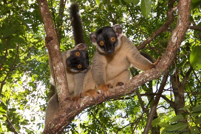Top 5 Prime Locations to Spot Madagascar s Endangered Lemurs