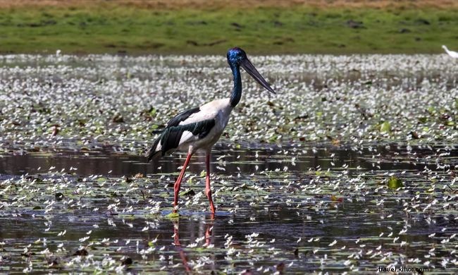 Top 7 Walking Safaris Worldwide: Experience Wildlife Up Close
