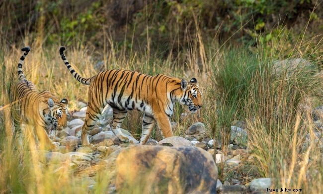 Top 7 Walking Safaris Worldwide: Experience Wildlife Up Close