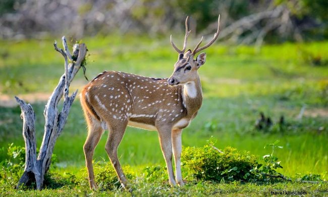 Top 7 Walking Safaris Worldwide: Experience Wildlife Up Close