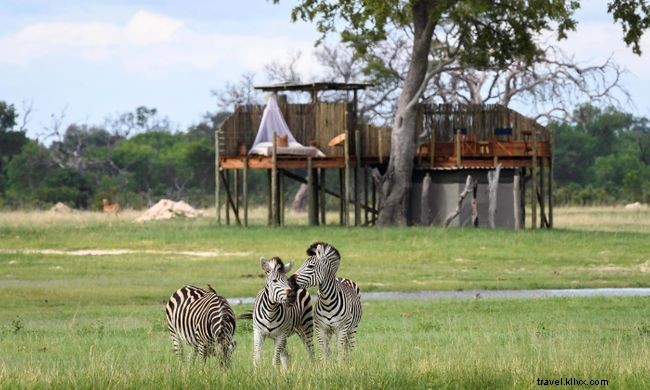 Top 7 Walking Safaris Worldwide: Experience Wildlife Up Close