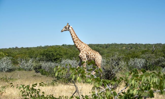 Top 7 Walking Safaris Worldwide: Experience Wildlife Up Close