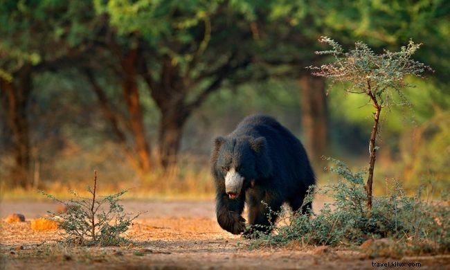 Top 7 Walking Safaris Worldwide: Experience Wildlife Up Close