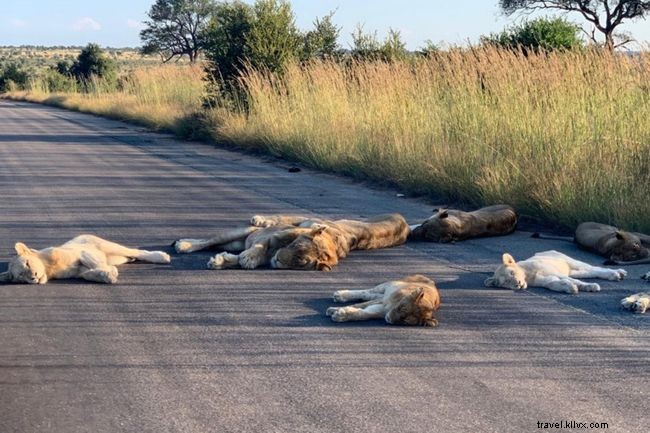 13 Fascinating Ways Animals Capitalized on Global Lockdown