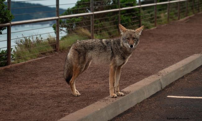 13 Fascinating Ways Animals Capitalized on Global Lockdown