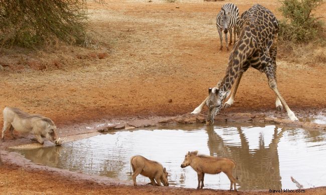 Explore Africa from Home: 12 Immersive Virtual Tours & Experiences