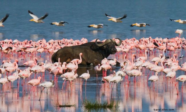 Explore Africa from Home: 12 Immersive Virtual Tours & Experiences