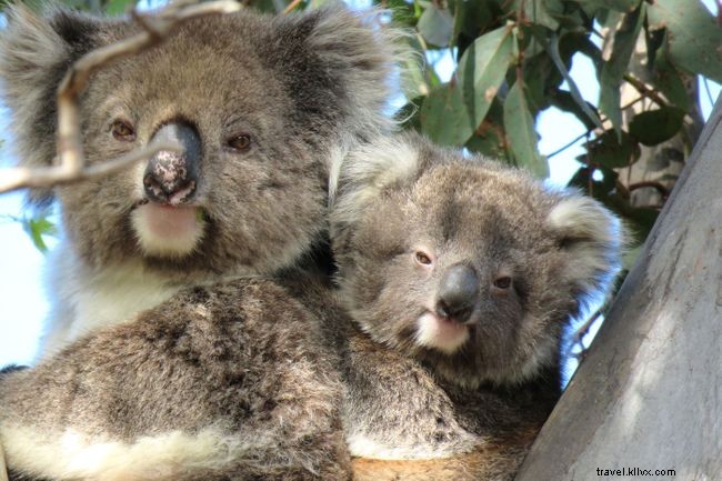 9 Inspiring Wildlife Conservation Success Stories You Shouldn t Miss