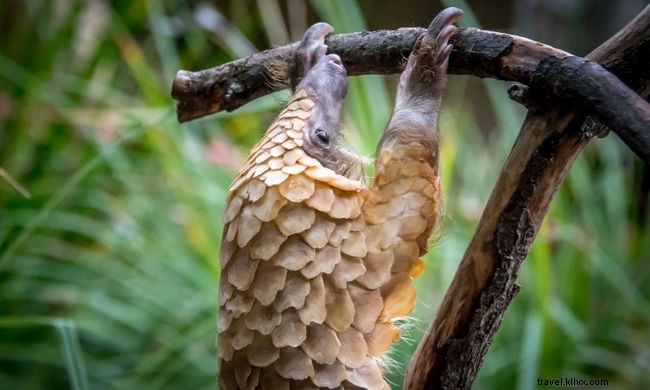 9 Inspiring Wildlife Conservation Success Stories You Shouldn t Miss