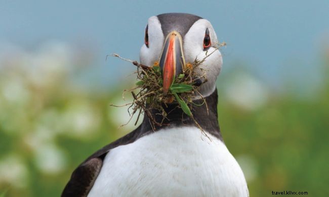 9 Inspiring Wildlife Conservation Success Stories You Shouldn t Miss