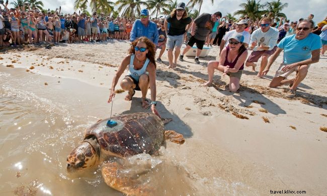 9 Inspiring Wildlife Conservation Success Stories You Shouldn t Miss