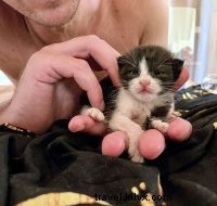 Meet Matcha: A 4-Month-Old Cat’s Remarkable Life Story