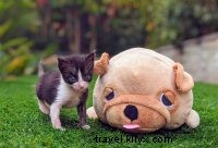 Meet Matcha: A 4-Month-Old Cat’s Remarkable Life Story