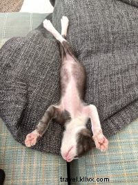 Meet Matcha: A 4-Month-Old Cat’s Remarkable Life Story