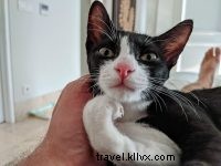 Meet Matcha: A 4-Month-Old Cat’s Remarkable Life Story