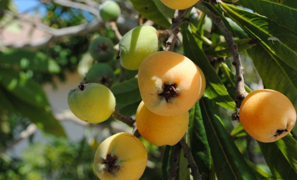 4 Delicious Ways to Enjoy Bermuda Loquats