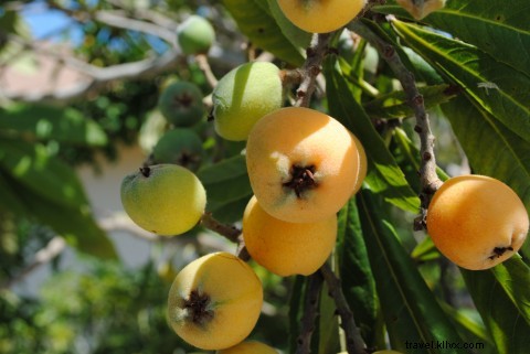 Bermuda s Culinary Charm: A Tasty Blend of Tradition & Innovation