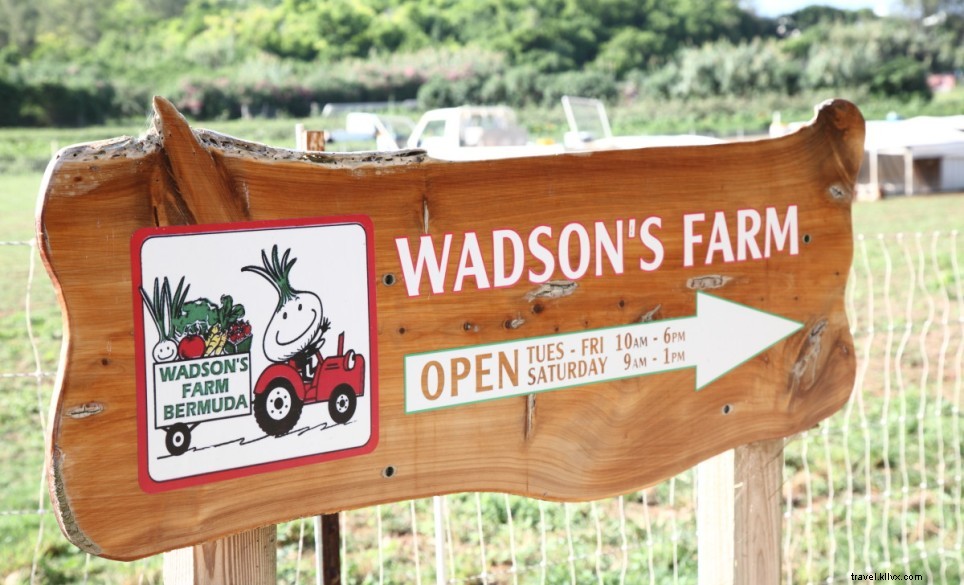 Discover Bermuda’s Premier Food Tours & Culinary Experiences