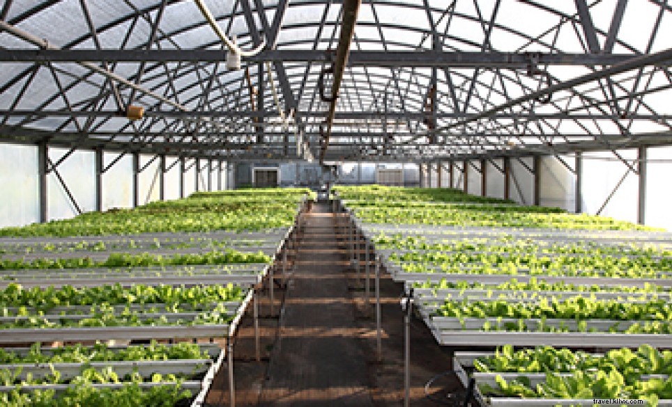 Discover Bermuda’s Premier Food Tours & Culinary Experiences